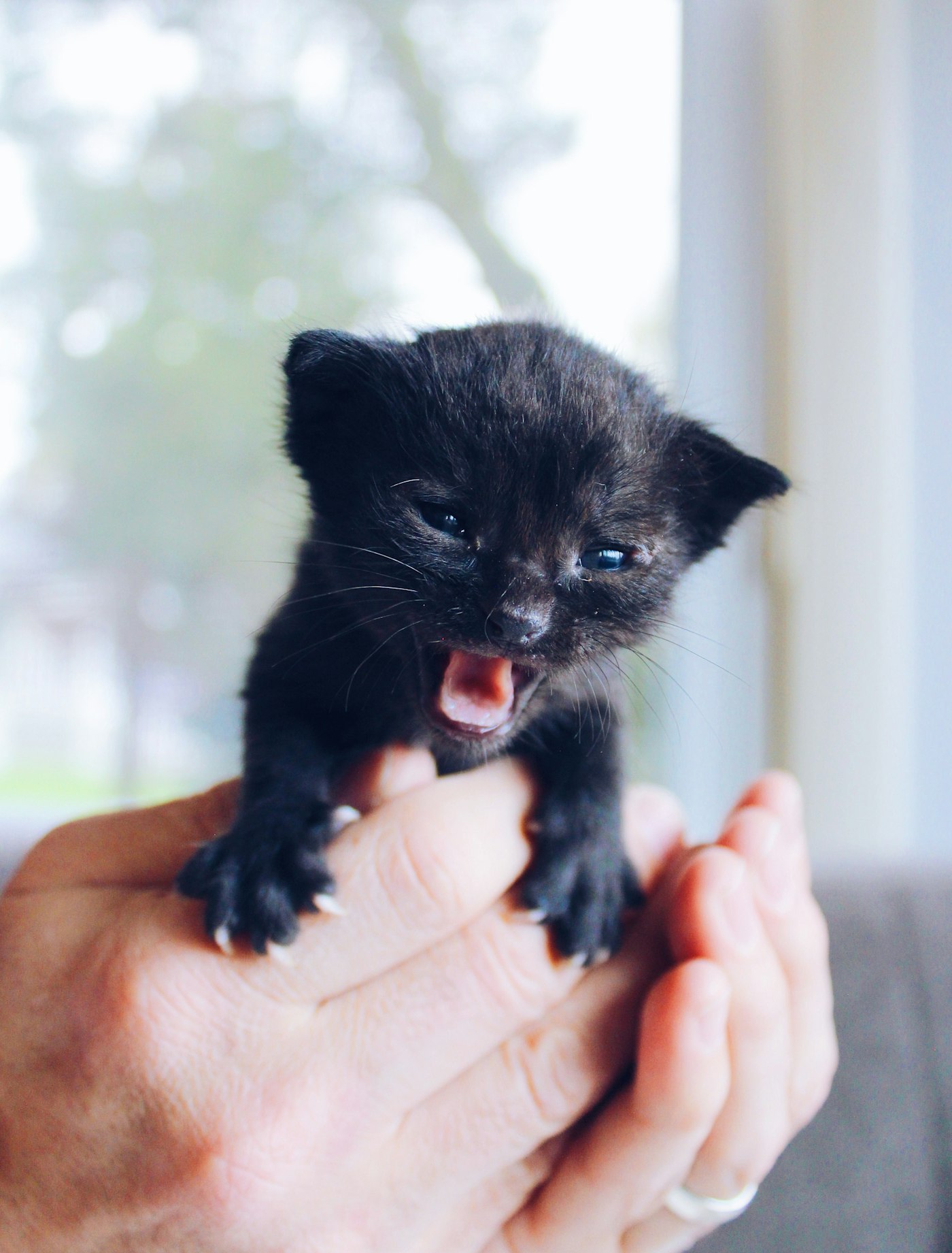 Generic file photo of a kitten; not this story's people, location or event