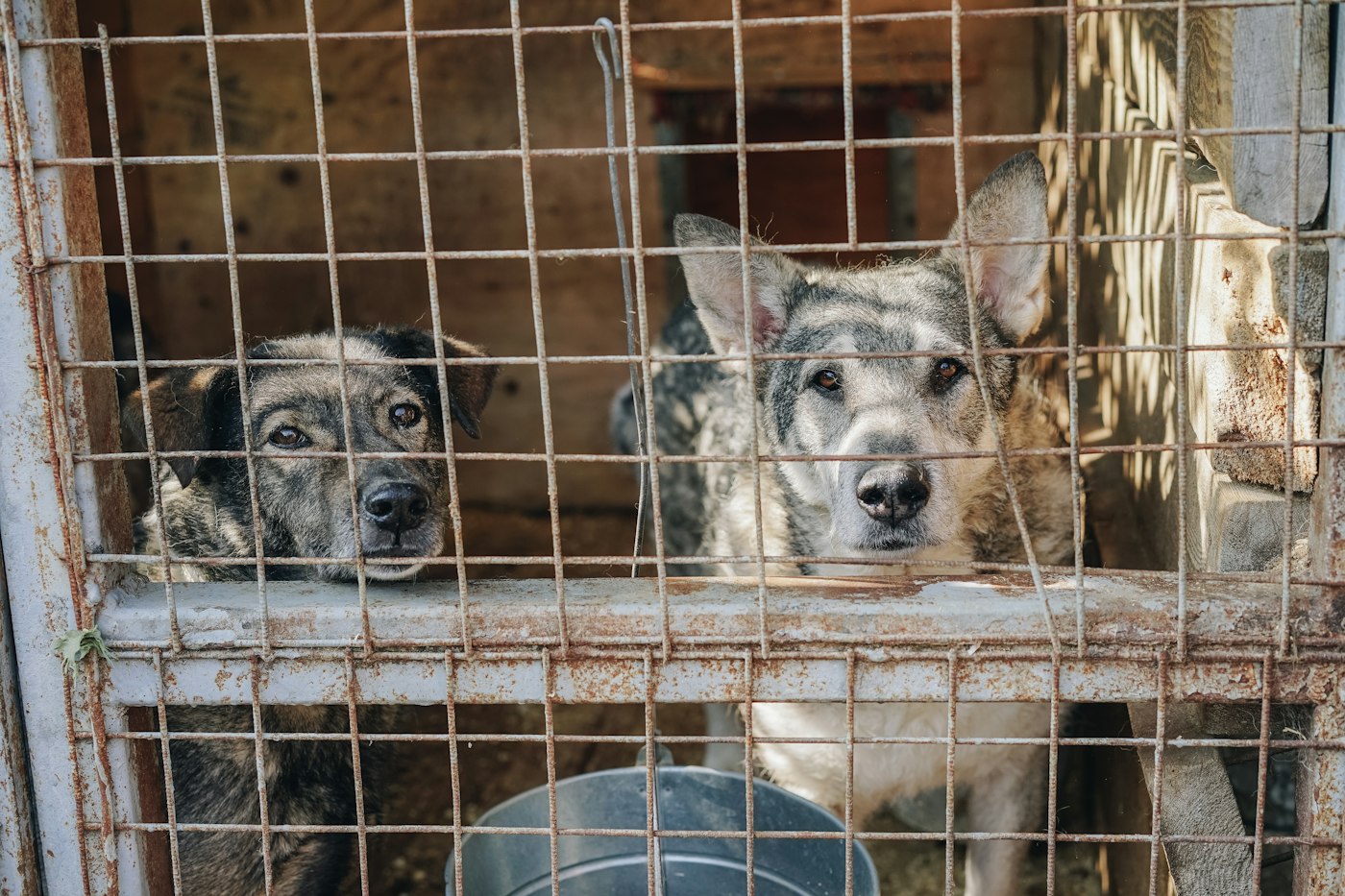 Generic file photo of shelter dogs; not this story's people, location or event